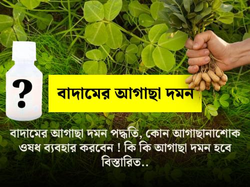 চিনা বাদাম ফসলের মধ্য থেকে আগাছা দমন পদ্ধতি (সম্পূর্ণ গাইড)