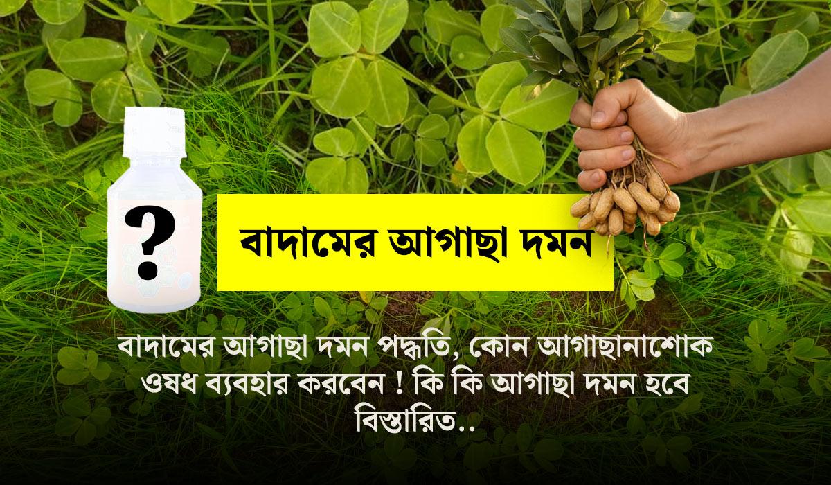 চিনা বাদাম ফসলের মধ্য থেকে আগাছা দমন পদ্ধতি (সম্পূর্ণ গাইড)