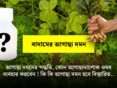 চিনা বাদাম ফসলের মধ্য থেকে আগাছা দমন পদ্ধতি (সম্পূর্ণ গাইড)