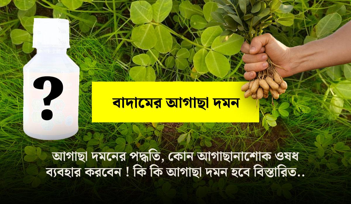 চিনা বাদাম ফসলের মধ্য থেকে আগাছা দমন পদ্ধতি (সম্পূর্ণ গাইড)