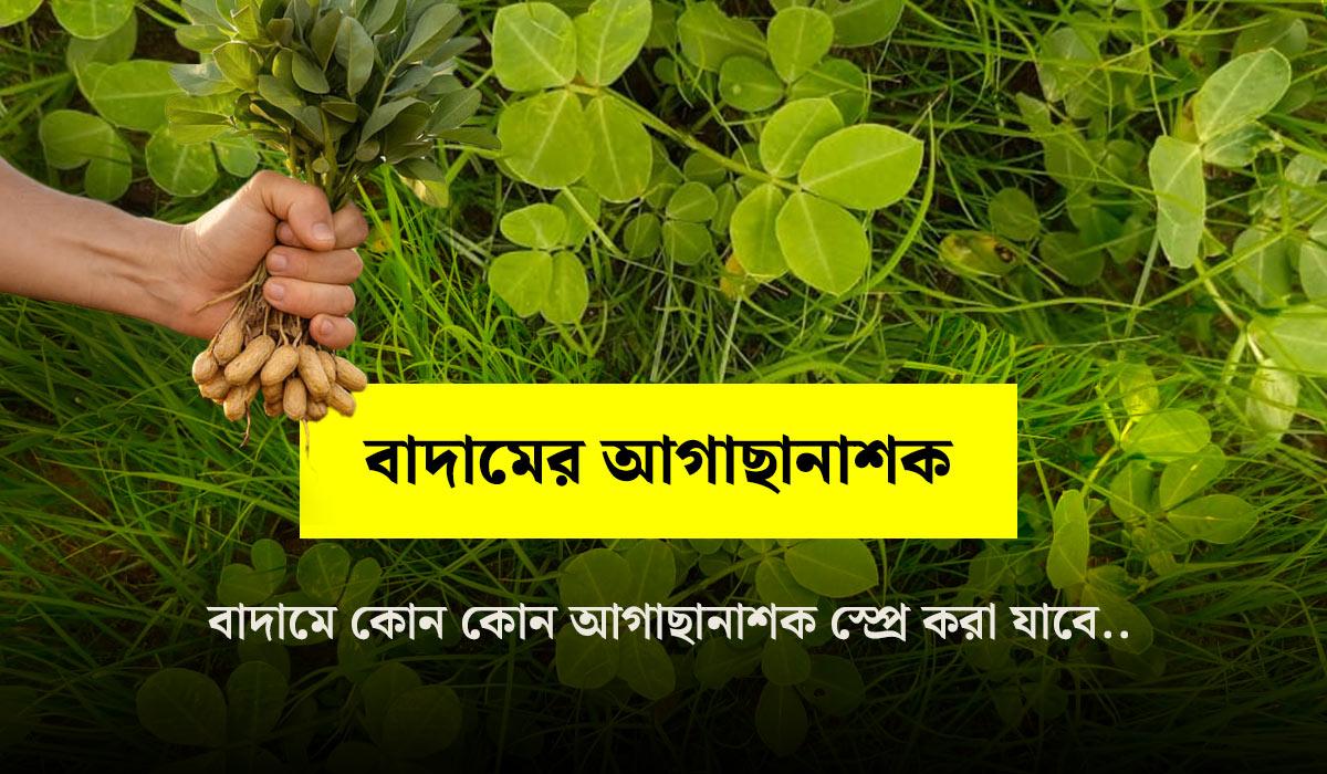 চিনা বাদামের দমনের আগাছানাশক ওষুধ