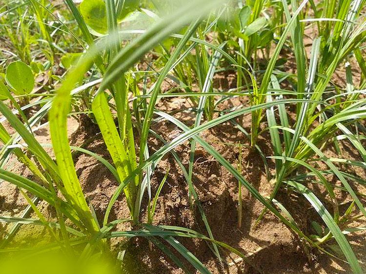 বাদামের-ক্ষেতের-মধ্য-আগাছা