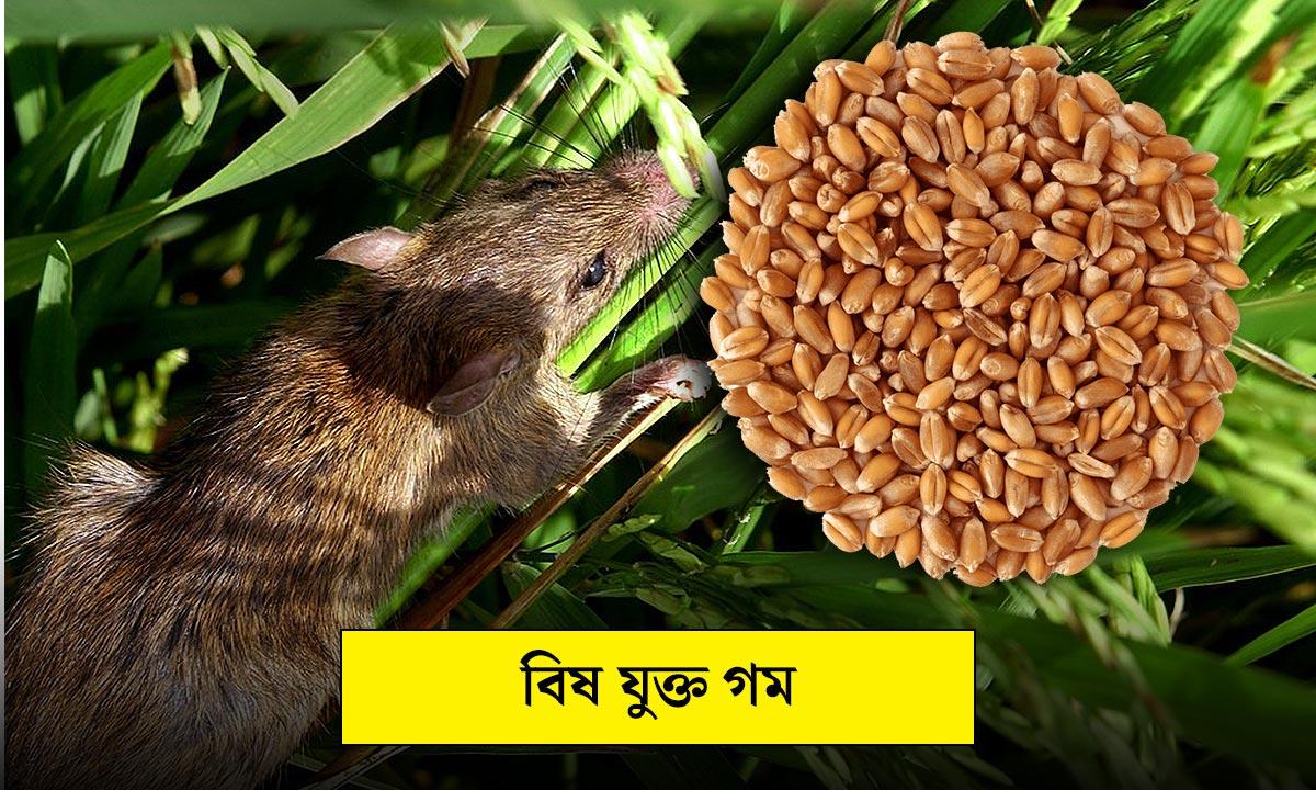 বিষ-যুক্ত-গম