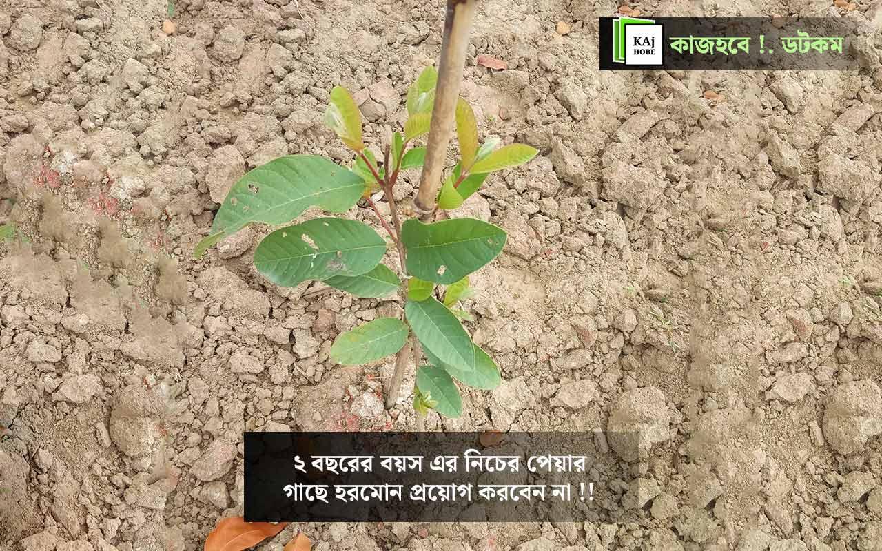 ২-বছরের-নিচের-গাছে-হরমোন-প্রয়োগ-করবেন-না-