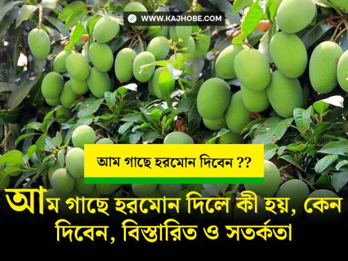 কেন আম গাছে হরমোন প্রয়োগ করবেন, হরমোন ব্যবহারের সময়, আমের হরমোন ব্যবহার পদ্ধতি ও সতর্কতা!