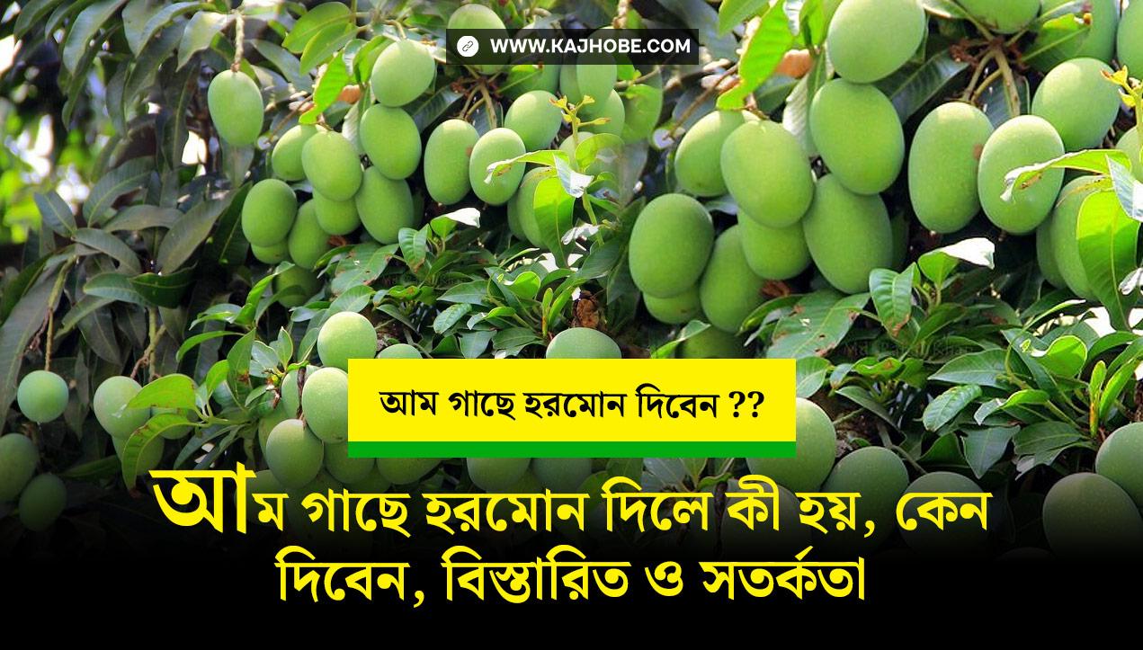 কেন আম গাছে হরমোন প্রয়োগ করবেন, হরমোন ব্যবহারের সময়, আমের হরমোন ব্যবহার পদ্ধতি ও সতর্কতা!