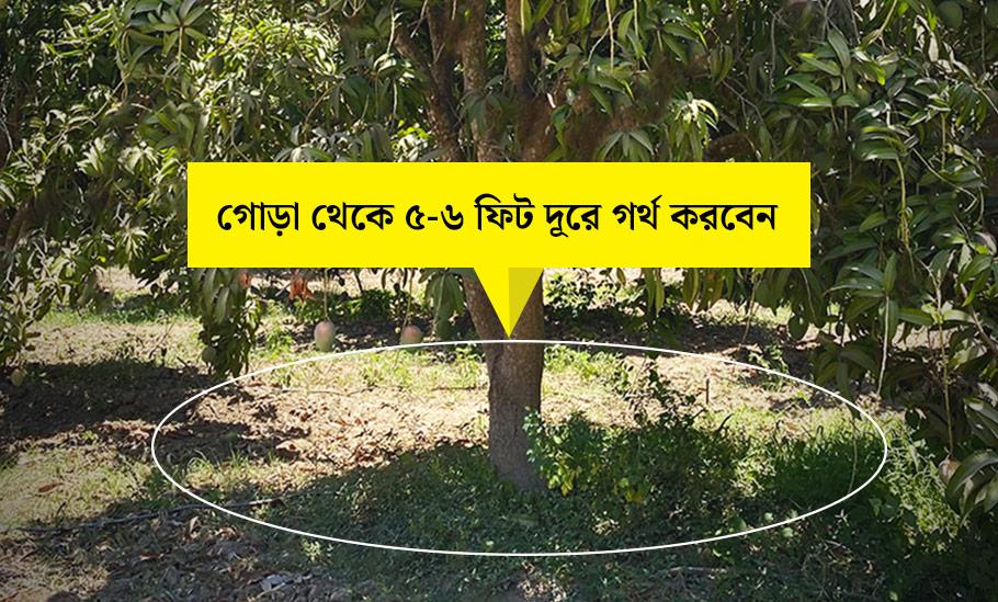 আম-গাছের-গোড়া-থেকে-৫-৬-ফিট-দূরুতের-ভিতর-গর্থ-করবেন
