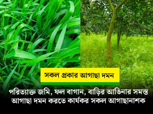 পরিত্যক্ত জমি, ফলের বাগান, বাড়ির আঙিনা, খালি জমির আগাছা দমনের সব থেকে কার্যকর আগাছানাশক