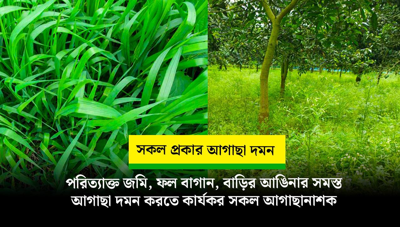 পরিত্যক্ত জমি, ফলের বাগান, বাড়ির আঙিনা, খালি জমির আগাছা দমনের সব থেকে কার্যকর আগাছানাশক