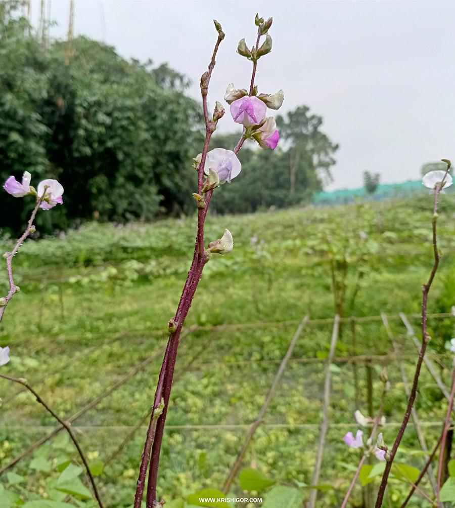 Bean-flower-drop-without-producing-pods-3