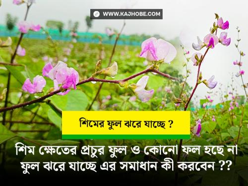 শিমের ফুল ও ফল ঝরে যাওয়া ফুল থেকে কোনো ফল হচ্ছে না এর কারণ ও সমাধান