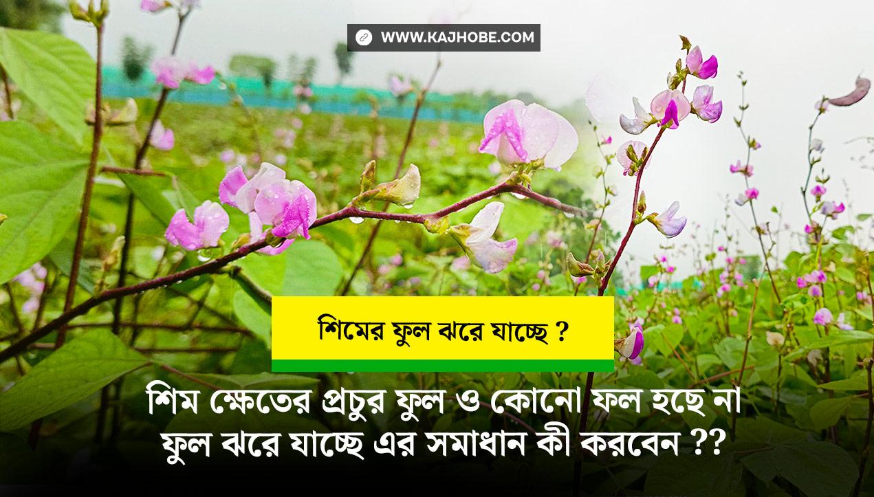 শিমের ফুল ও ফল ঝরে যাওয়া ফুল থেকে কোনো ফল হচ্ছে না এর কারণ ও সমাধান