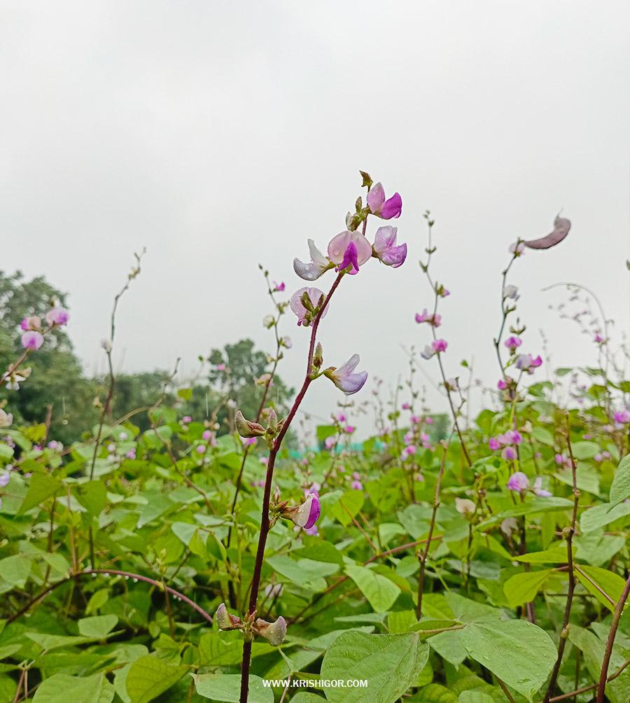 Bean-flower-drop-without-producing-pods