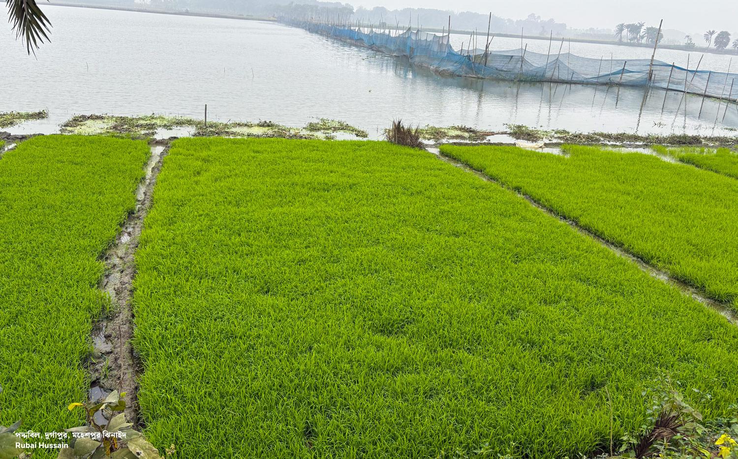 বীজপরিচর্যা-এর-গ্রাউন্ড-ছবি