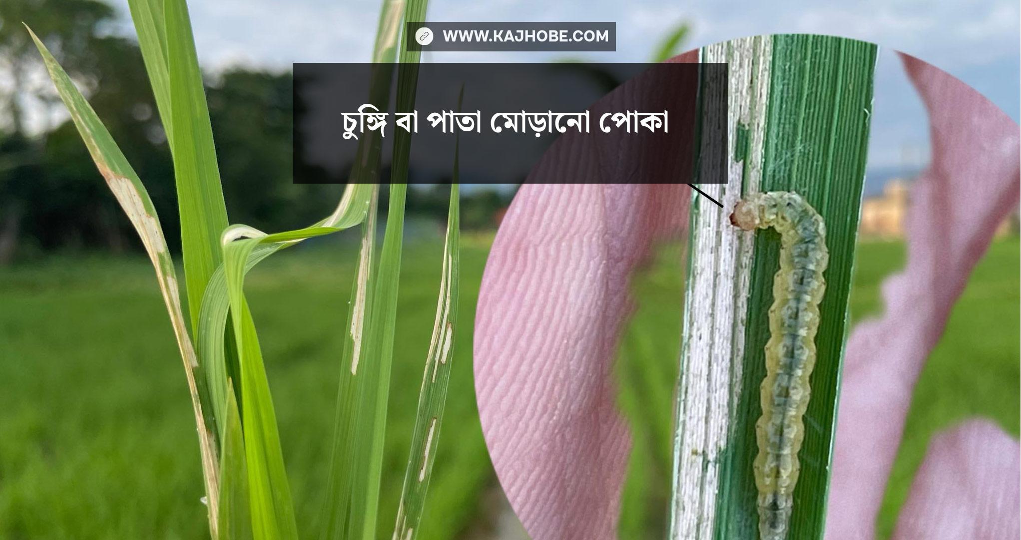 চুঙ্গি-পোকা-আক্রান্ত-ধান-গাছ-02