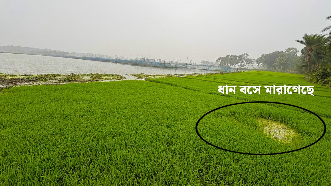 ধান-বসে-মারা-গেছে