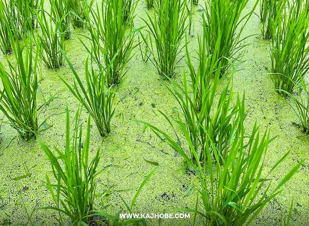 ধান-ক্ষেতে-ক্ষুদিপানা