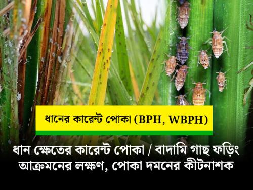 ধানের কারেন্ট পোকা / বাদামি গাছ ফড়িং দমনের কার্যকর সমাধান ও পোকা দমনে কীটনাশক