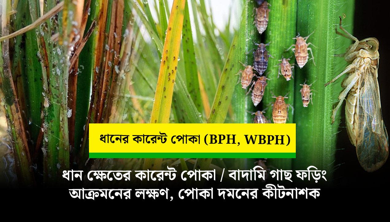 ধানের কারেন্ট পোকা / বাদামি গাছ ফড়িং দমনের কার্যকর সমাধান ও পোকা দমনে কীটনাশক