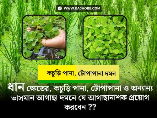 ধান ক্ষেতের টোপাপানা, কচুরিপানা দমনের আগাছানাশক ঔষধ