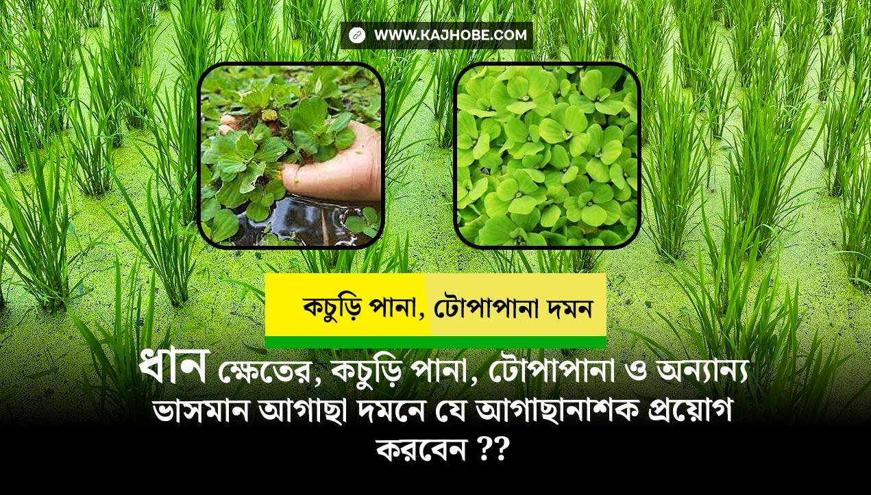 ধান ক্ষেতের টোপাপানা, কচুরিপানা দমনের আগাছানাশক ঔষধ