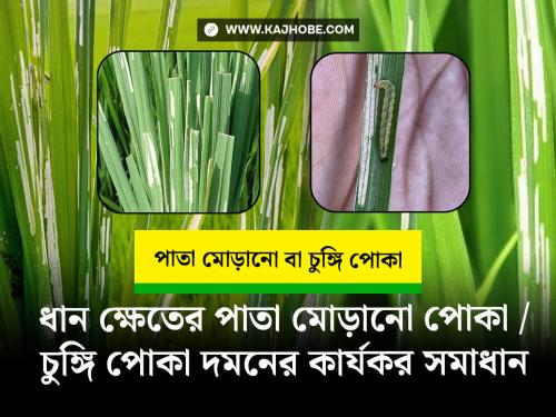 ধানের চুঙ্গি পোকা / পাতা মোড়ানো পোকা দমনের জন্য সঠিক সমাধান ও কার্যকর কীটনাশক