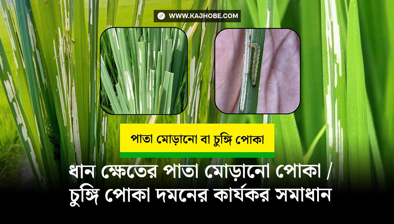 ধানের চুঙ্গি পোকা / পাতা মোড়ানো পোকা দমনের জন্য সঠিক সমাধান ও কার্যকর কীটনাশক