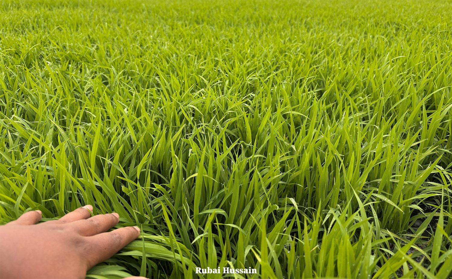 ধানের-বীজতলা