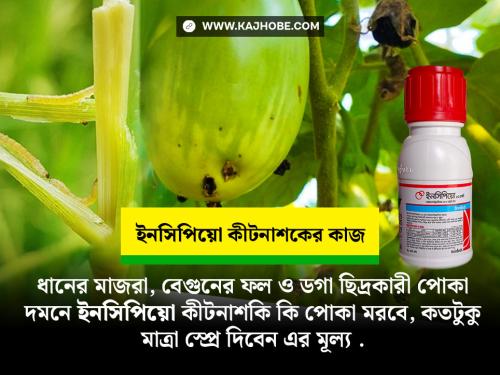 ধানের মাজরা, বেগুনের ফল ও ডগা ছিদ্রকারী পোকা দমনে ইনসিপিয়ো কীটনাশক