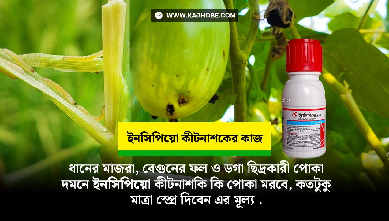 ধানের মাজরা, বেগুনের ফল ও ডগা ছিদ্রকারী পোকা দমনে ইনসিপিয়ো কীটনাশক