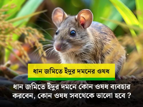ধানের জমিতে ইঁদুর দমনের কীটনাশক ঔষধ