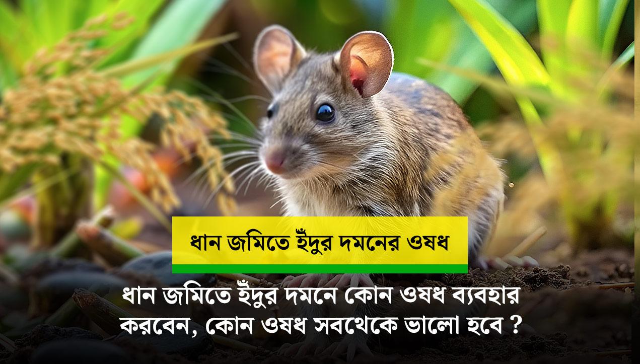 ধানের জমিতে ইঁদুর দমনের কীটনাশক ঔষধ