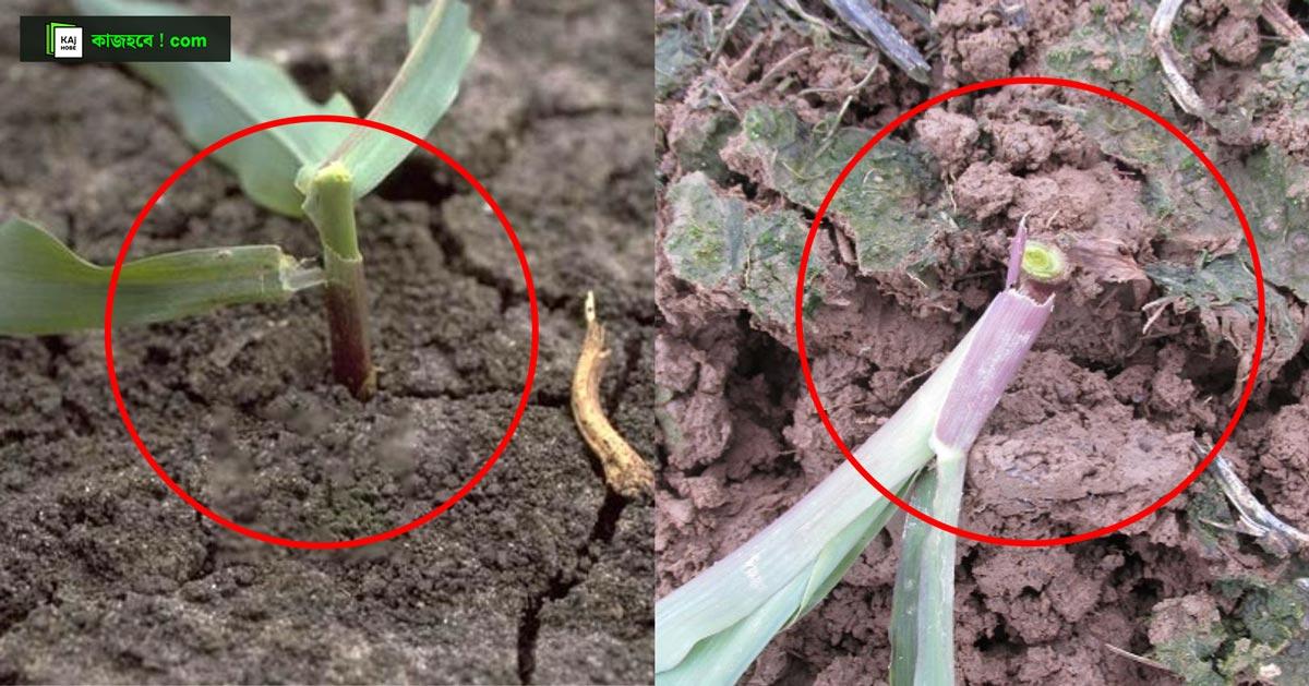 কাটুই-পোকা