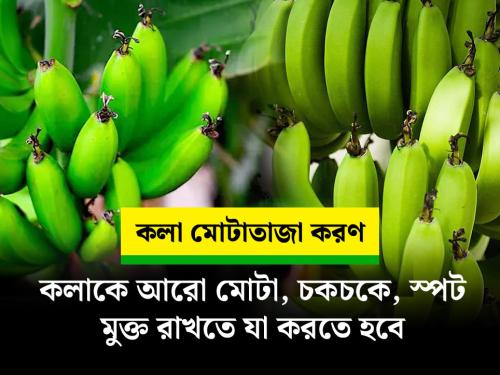কলাকে আরো লম্বা মোটা, চকচকে, স্পট মুক্ত রাখার পদ্ধতি