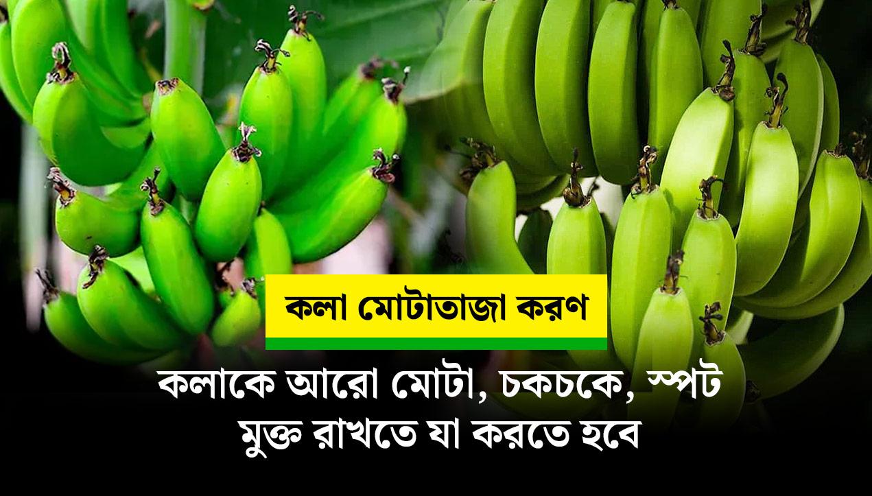 কলাকে আরো লম্বা মোটা, চকচকে, স্পট মুক্ত রাখার পদ্ধতি