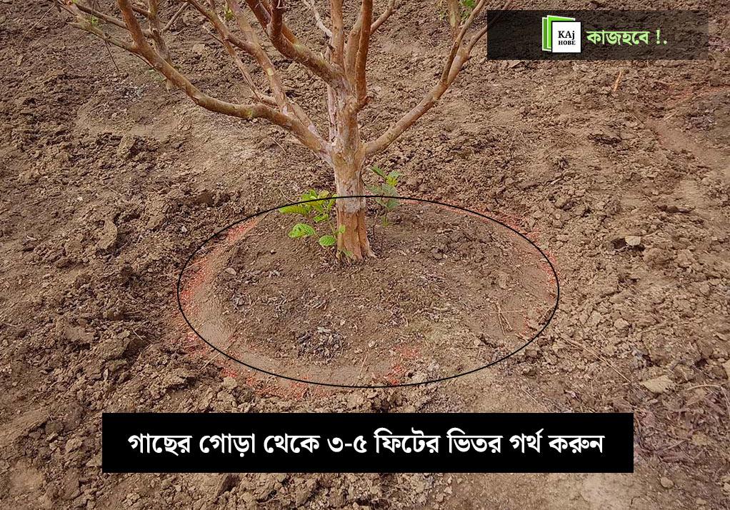 পেয়ারা-আছের-গোরায়-গর্-করে-হরমন-প্রয়োগ