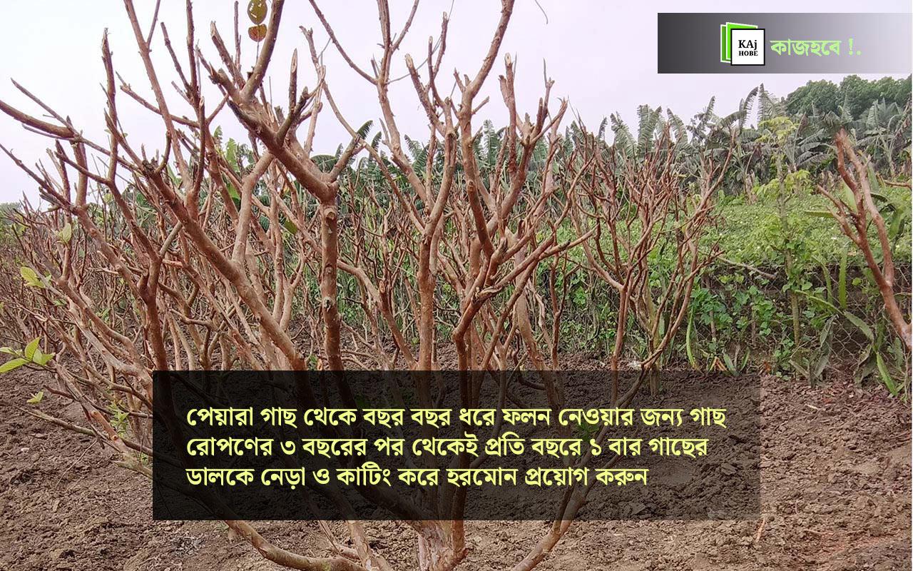 পেয়ারা-গাছ-কাটিং-করা