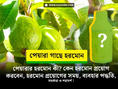 পেয়ারা গাছে হরমোন প্রয়োগে ফলন বাড়ান ৩ গুন! পেয়ারা গাছের হরমোন কী, কেন হরমোন প্রয়োগ করবেন, হরমোন ব্যবহারের সময়