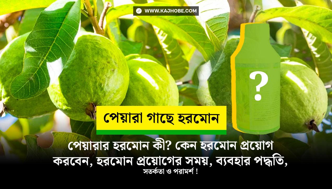 পেয়ারা গাছে হরমোন প্রয়োগে ফলন বাড়ান ৩ গুন! পেয়ারা গাছের হরমোন কী, কেন হরমোন প্রয়োগ করবেন, হরমোন ব্যবহারের সময়
