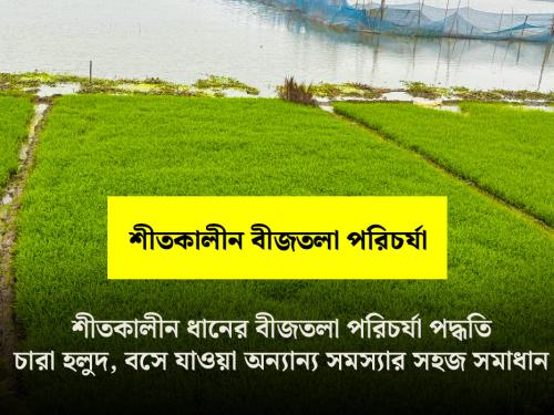 Winter rice seedbed care methods: Simple solutions to cold, fog and other problems