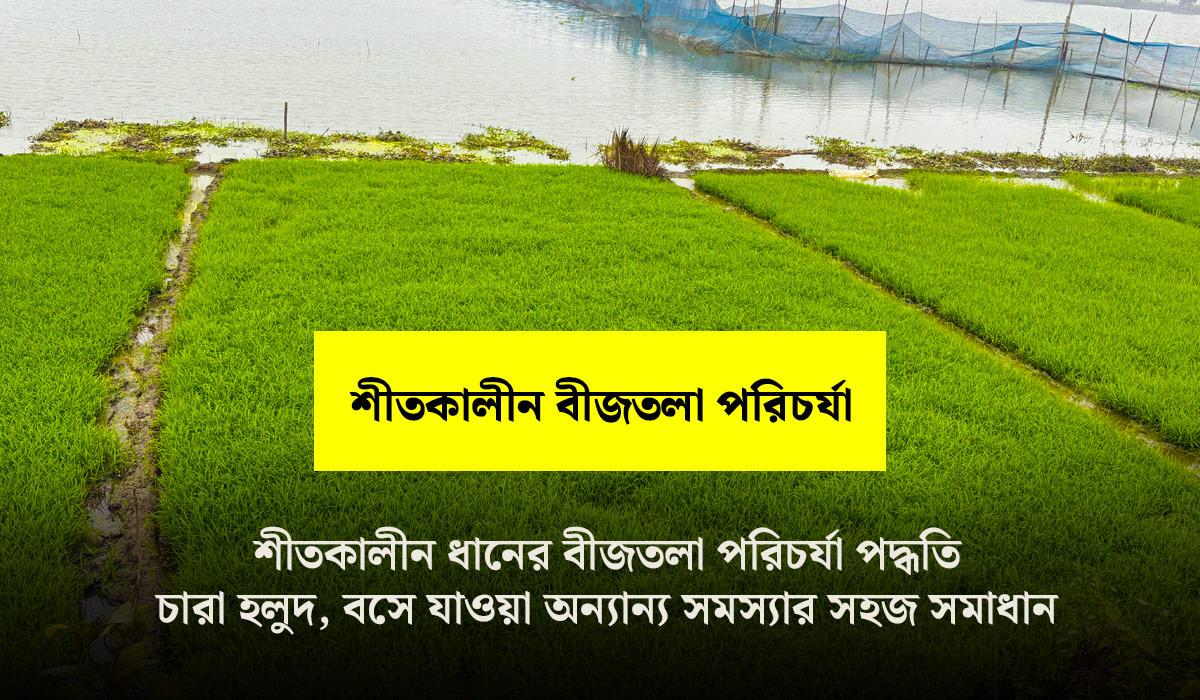 শীতকালীন ধানের বীজতলা পরিচর্যা পদ্ধতি: ঠান্ডা, কুয়াশা এবং অন্যান্য সমস্যার সহজ সমাধান