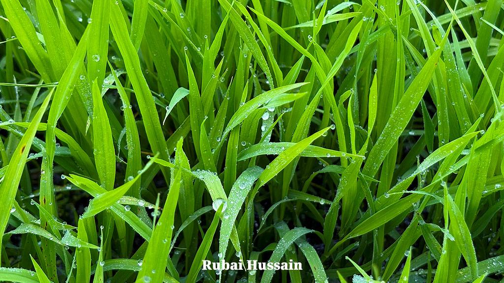 শিশীর-এর-ছবি