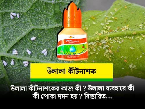 উলালা কীটনাশকের কাজ