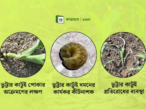 ভুট্টার কাটুই পোকা দমন: লক্ষণ, প্রতিরোধ ও কার্যকর কীটনাশক ব্যবহারের নির্দেশিকা