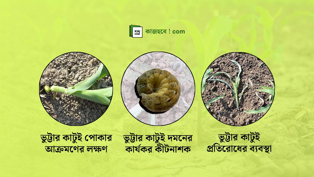 ভুট্টার কাটুই পোকা দমন: লক্ষণ, প্রতিরোধ ও কার্যকর কীটনাশক ব্যবহারের নির্দেশিকা