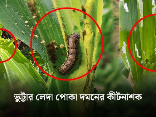 🌽 ভুট্টার লেদা পোকার আক্রমণ, লক্ষণ ও দমন পদ্ধতি
