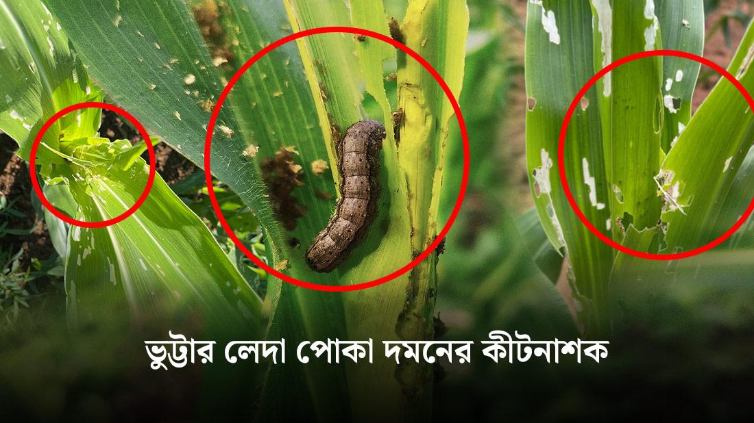 🌽 ভুট্টার লেদা পোকার আক্রমণ, লক্ষণ ও দমন পদ্ধতি