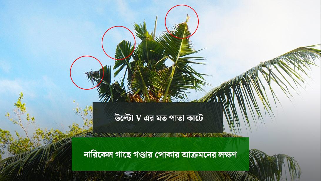 Coconut-Rhinoceros-Beetle-03