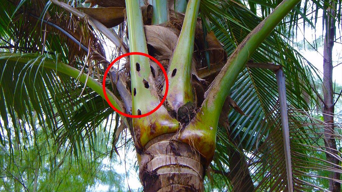 Coconut-Rhinoceros-Beetle-04