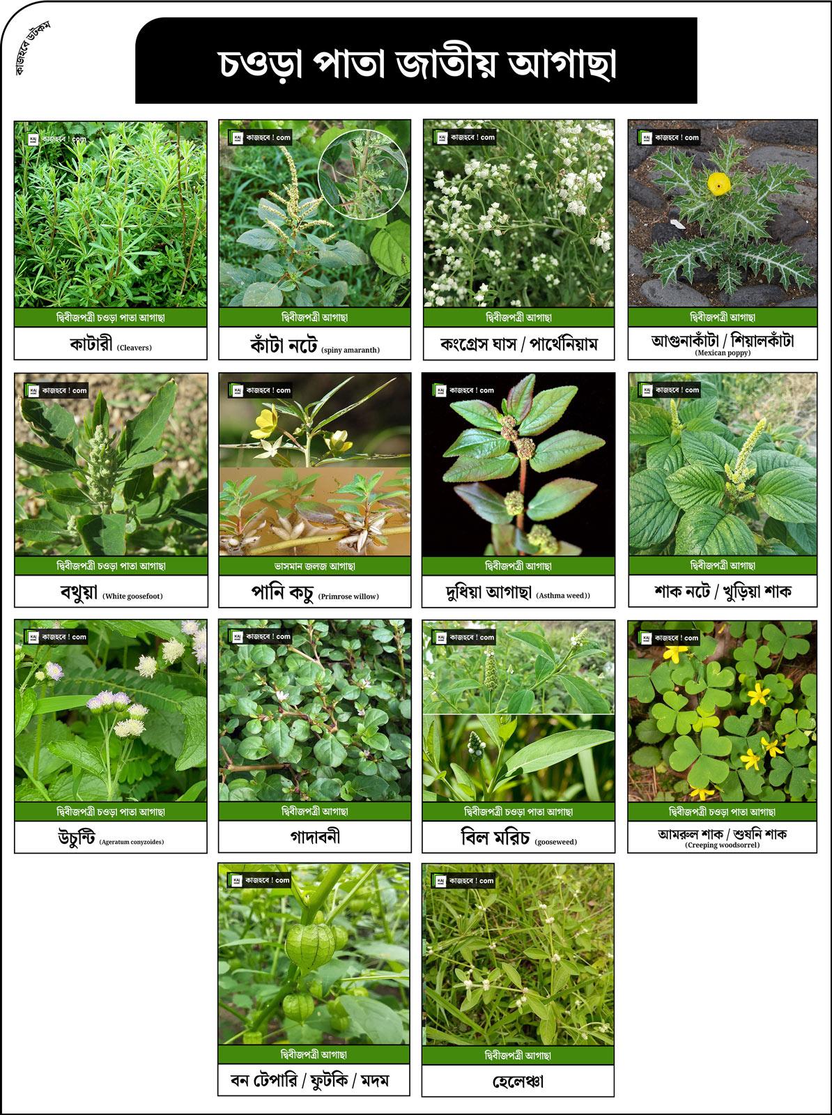 চওড়া-পাতা-জাতীয়-আগাছা-1